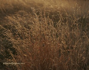 Golden grass on the south bluff